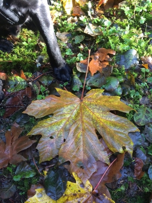 giant_leaf_dog_paw
